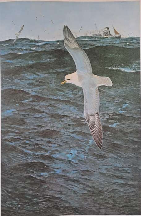 Peter Scott Observations of Wildlife - Phaidon . Oxford (Softcover)