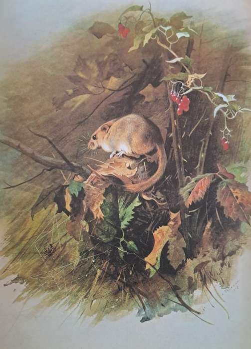 Thorburn's Wildlife - Jeremy Cardew (Hardcover)