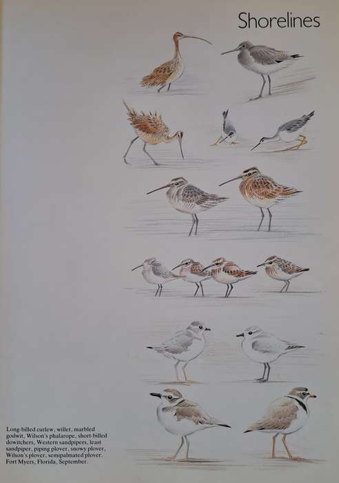 Shorelines, Birds at the waters edge - Michael Warren (Hardcover)