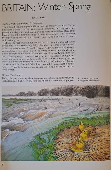 Shorelines, Birds at the waters edge - Michael Warren (Hardcover)