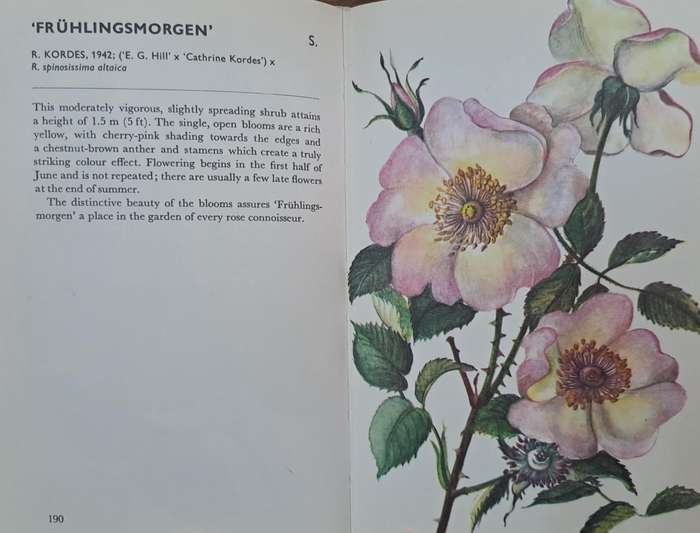 Roses - Luduik Večeřa (Hard cover)
