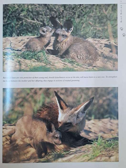 Bush babies - Nigel Dennis & Roger de la Harper (paperback)