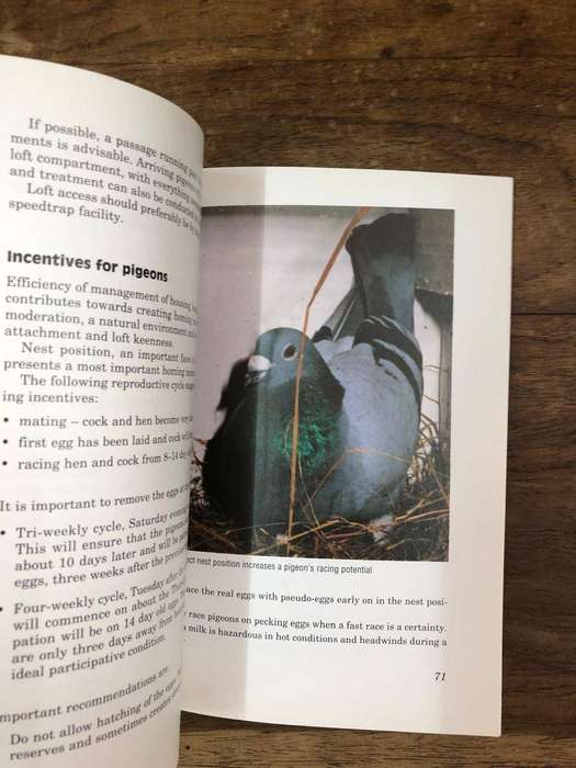 Pigeon Racing - Ernest Pawson (Paperback)