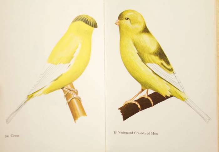 CANARIES IN COLOUR - GEORGE LYNCH