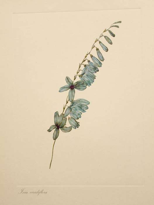 THE LADY OF THE CAPE FLOWERS - ARABELLA ROUPELL, ALLAN BIRD (TEXT) - 12 PLATES