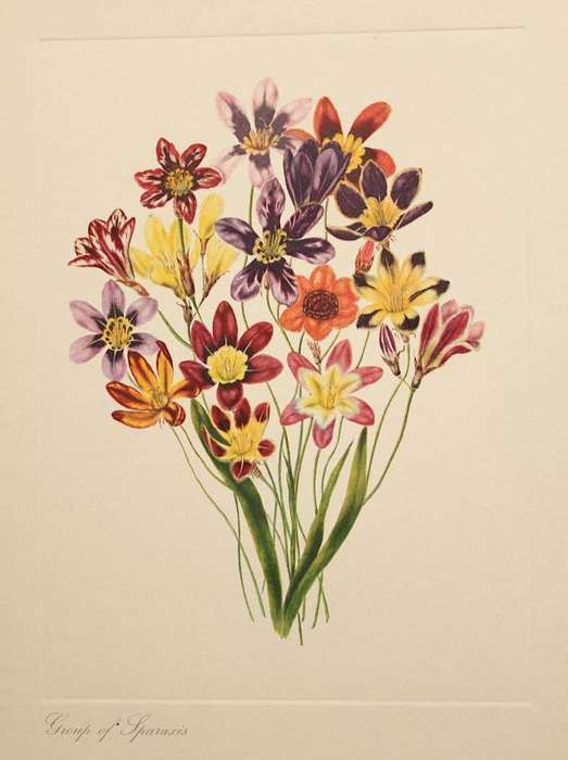 THE LADY OF THE CAPE FLOWERS - ARABELLA ROUPELL, ALLAN BIRD (TEXT) - 12 PLATES