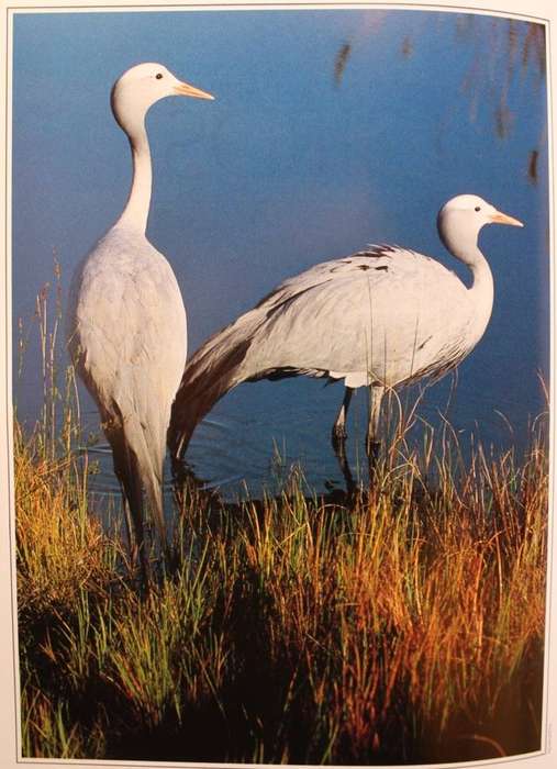 THE COMPLETE BOOK OF SOUTHERN AFRICAN BIRDS (1989) - COLLECTORS' EDITION