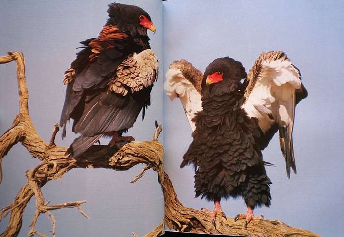 THE COMPLETE BOOK OF SOUTHERN AFRICAN BIRDS (1989) - COLLECTORS' EDITION