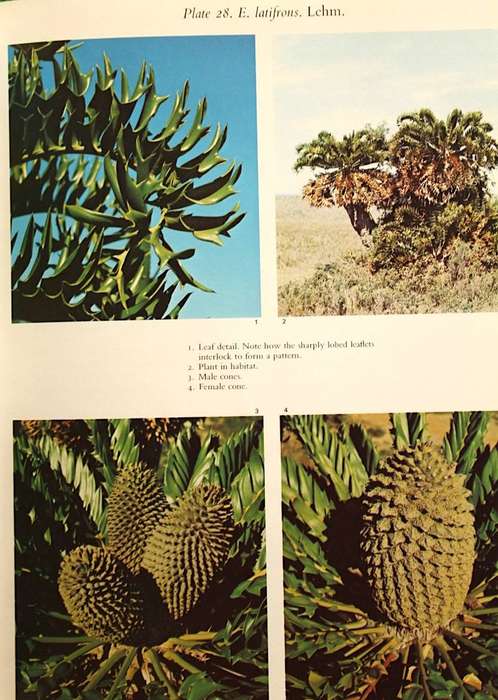 CYCADS OF SOUTH AFRICA - CYNTHIA GIDDY (1974) - FIRST EDITION
