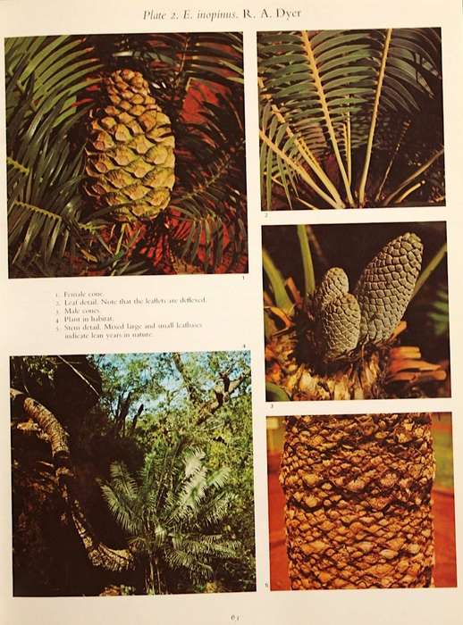 CYCADS OF SOUTH AFRICA - CYNTHIA GIDDY (1974) - FIRST EDITION