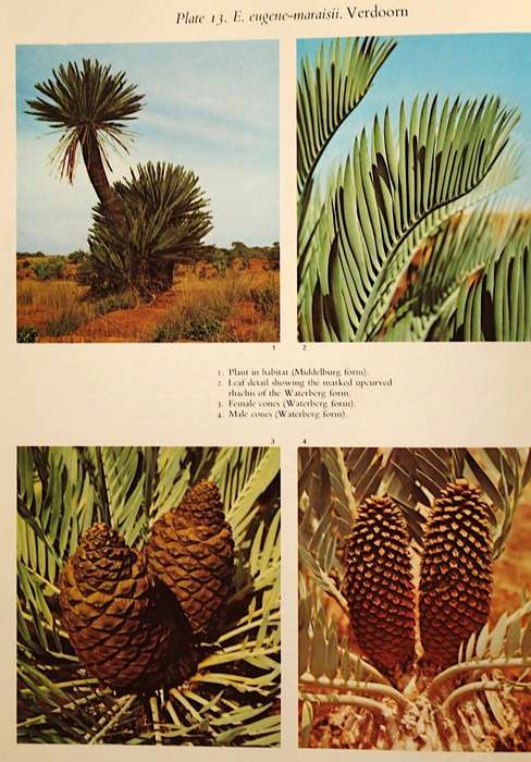 CYCADS OF SOUTH AFRICA - CYNTHIA GIDDY (1974) - FIRST EDITION