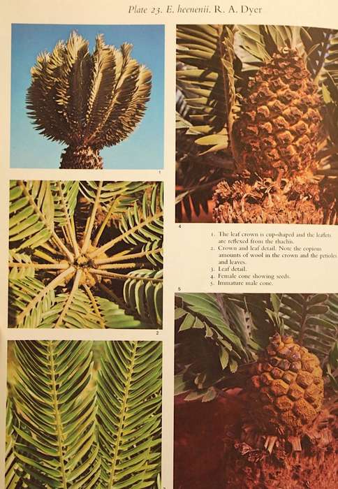 CYCADS OF SOUTH AFRICA - CYNTHIA GIDDY (1974) - FIRST EDITION