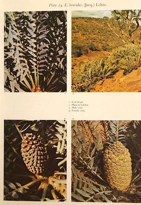 CYCADS OF SOUTH AFRICA - CYNTHIA GIDDY (1974) - FIRST EDITION