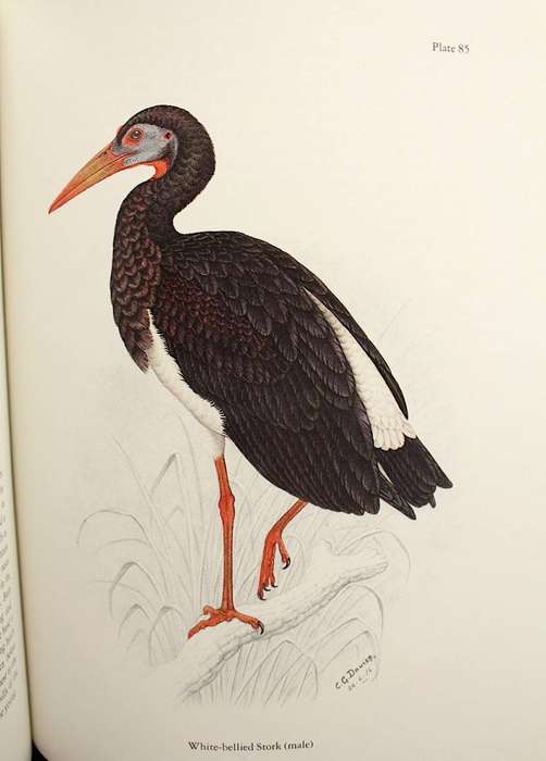 THE BIRDS OF SOUTHERN AFRICA - CLAUDE GIBNEY FINCH-DAVIES (1982) - DE LUXE COLLECTOR'S EDITION