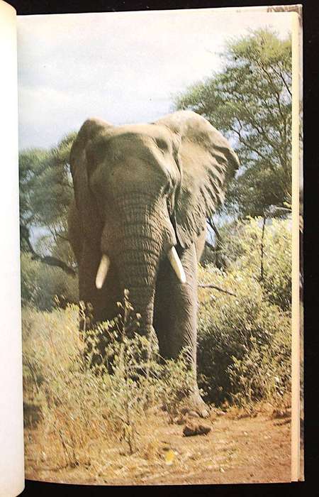 OORLEWING IN DIE WILDERNIS - DR. EDDIE YOUNG