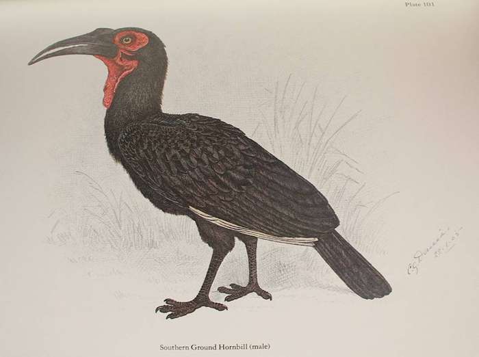 THE BIRDS OF SOUTHERN AFRICA - CLAUDE GIBNEY FINCH-DAVIES (1982) - DE LUXE COLLECTOR'S EDITION