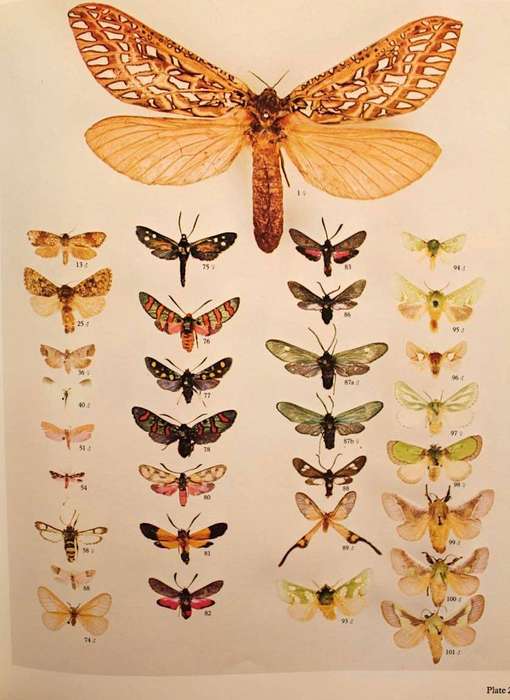 MOTHS OF SOUTHERN AFRICA - E.C.G. PINHEY (1975)