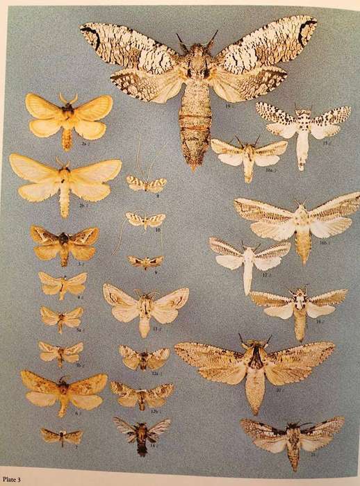 MOTHS OF SOUTHERN AFRICA - E.C.G. PINHEY (1975)