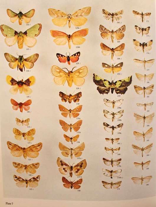 MOTHS OF SOUTHERN AFRICA - E.C.G. PINHEY (1975)