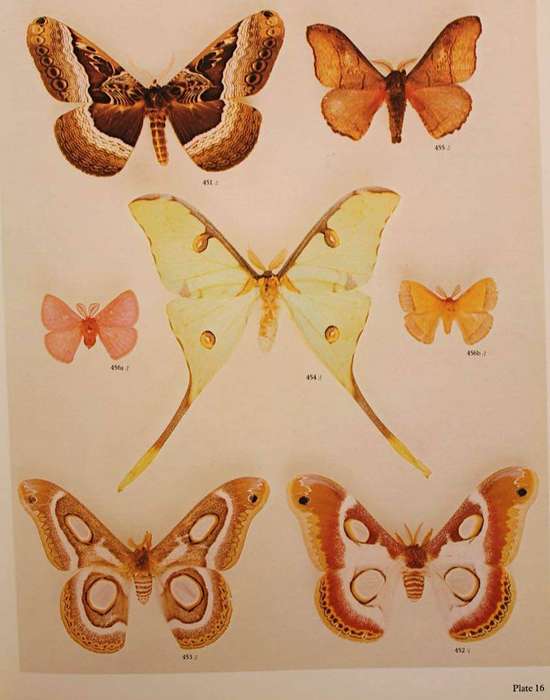 MOTHS OF SOUTHERN AFRICA - E.C.G. PINHEY (1975)