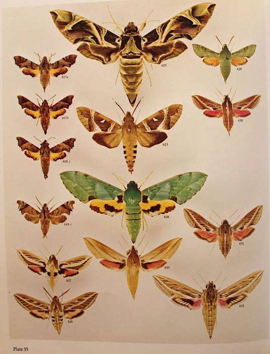MOTHS OF SOUTHERN AFRICA - E.C.G. PINHEY (1975)