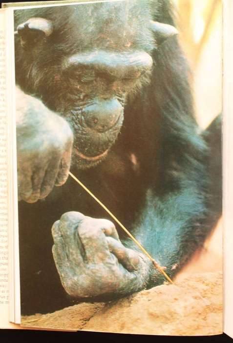 IN THE SHADOW OF MAN - JANE GOODALL (1971)