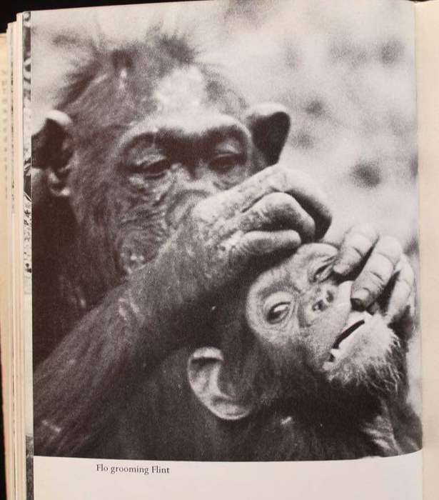 IN THE SHADOW OF MAN - JANE GOODALL (1971)