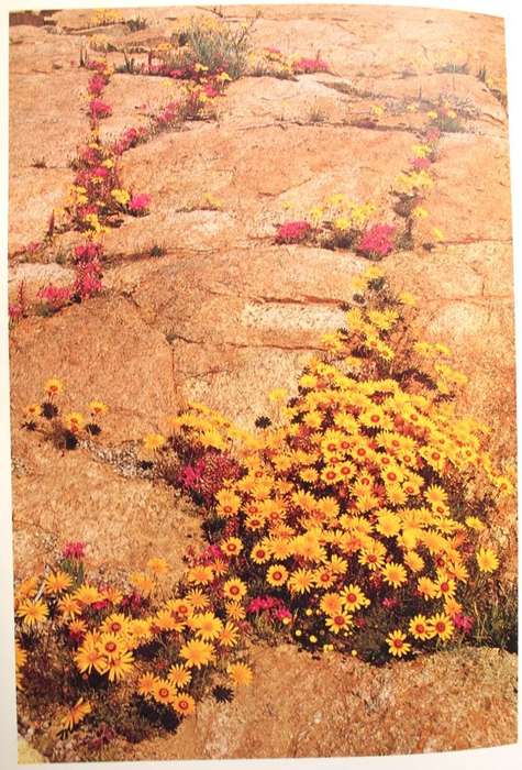 NAMAQUALAND : GARDEN OF THE GODS - FREEMAN PATTERSON (1984) - SIGNED