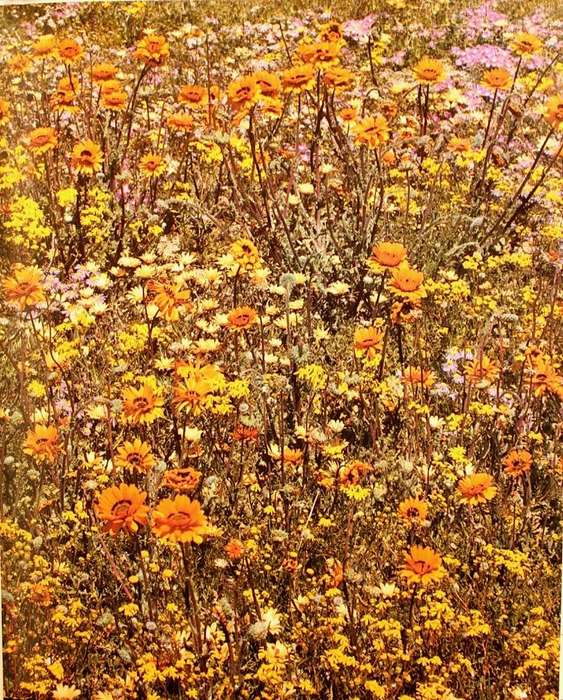 NAMAQUALAND : GARDEN OF THE GODS - FREEMAN PATTERSON (1984) - SIGNED