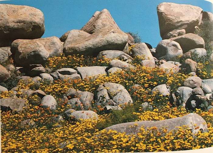 NAMAQUALAND : GARDEN OF THE GODS - FREEMAN PATTERSON (1984) - SIGNED