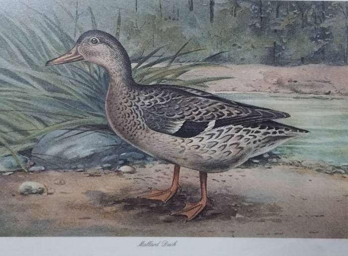Pair of vintage prints - Ducks (43 x 33cm)