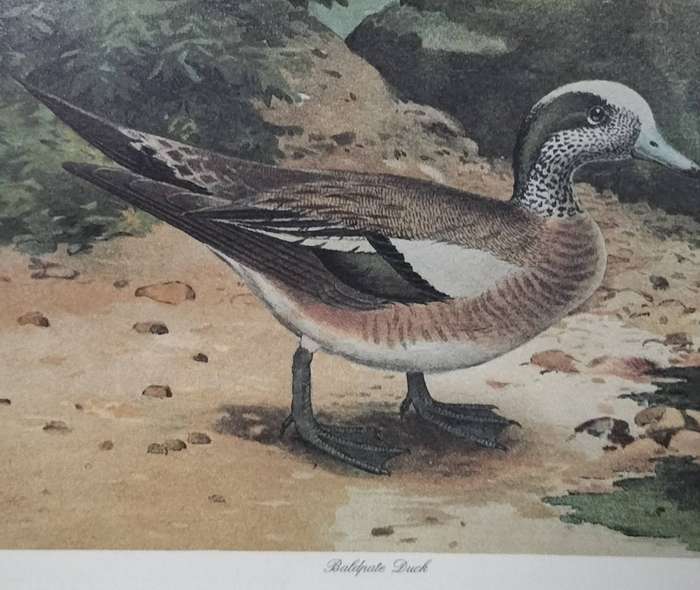 Pair of vintage prints - Ducks (43 x 33cm)