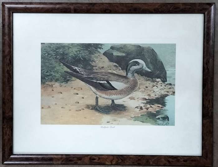 Pair of vintage prints - Ducks (43 x 33cm)