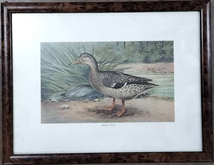 Pair of vintage prints - Ducks (43 x 33cm)