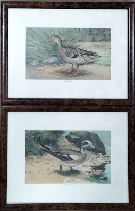Pair of vintage prints - Ducks (43 x 33cm)