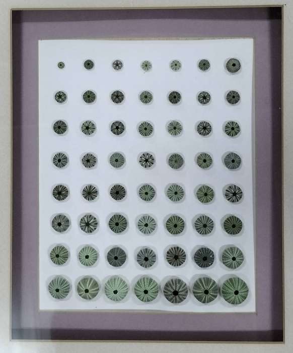 Framed collection of shells