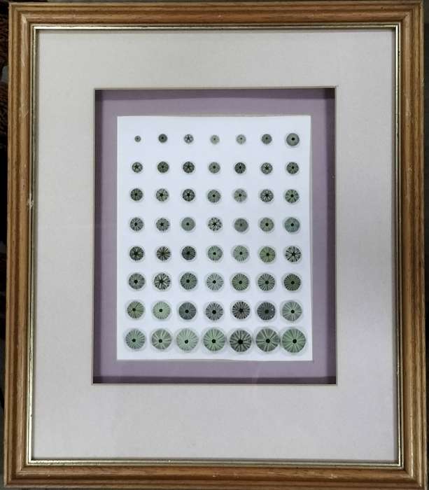 Framed collection of shells