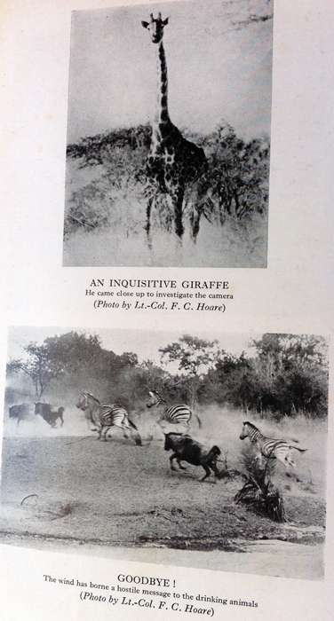 Two books - The Low-Veld - Its Wildlife and Its People - Lieut-Col J Stevenson-Hamilton - Hardcover
