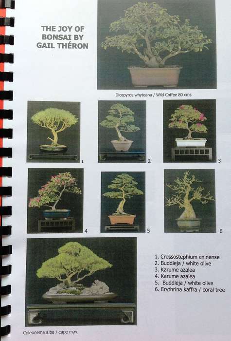 Create your own Bonsai - Lionel and Gail Theron