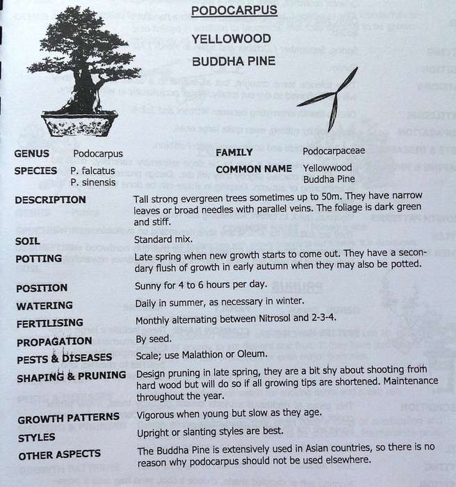Create your own Bonsai - Lionel and Gail Theron