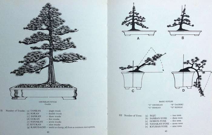 The South African Bonsai Book - Doug Hall and Don Black - Hardcover