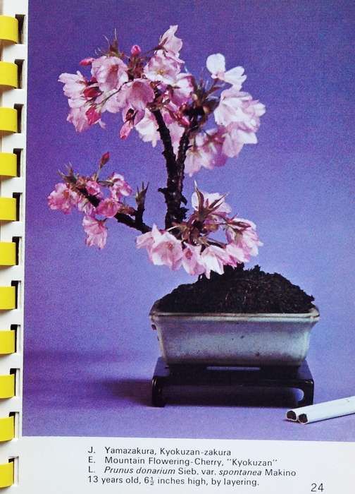 Miniature Bonsai Book-Bonsai Miniatures-Zeko Nakamura-Shufunotomo Co Ltd, Tokyo, Japan