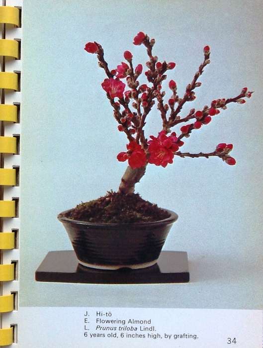 Miniature Bonsai Book-Bonsai Miniatures-Zeko Nakamura-Shufunotomo Co Ltd, Tokyo, Japan