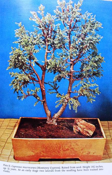 KAMUTI - A New Way in Bonsai - Willi E Bollmann - Hardcover