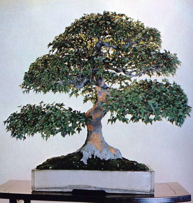 The Masters' Book of Bonsai compiled by Directors of The Japan Bonsai Association - Hardcover