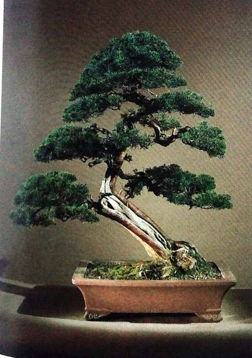 The Art of Bonsai - Peter D Adams - Hardcover