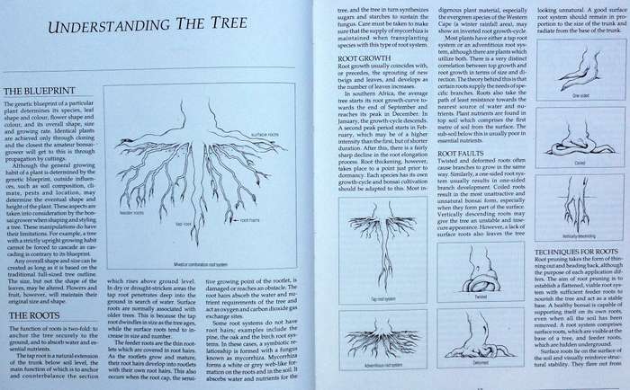 Bonsai in South Africa - The art of growing and styling bonsai - Rudi Adam - Hardcover