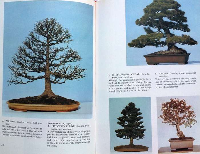 Bonsai for Pleasure by Keiji Murata and Takema Takeuchi - Hardcover