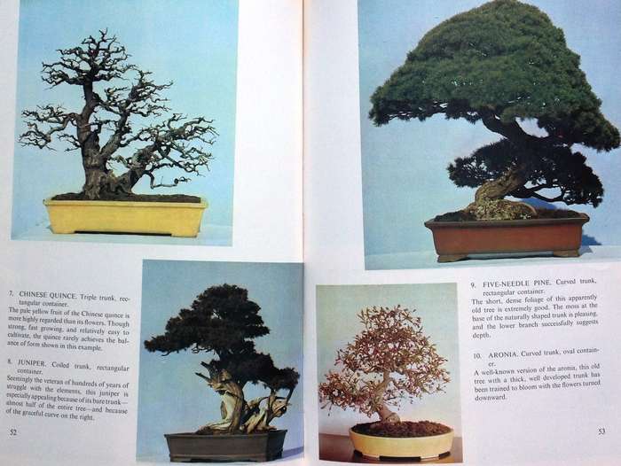 Bonsai for Pleasure by Keiji Murata and Takema Takeuchi - Hardcover