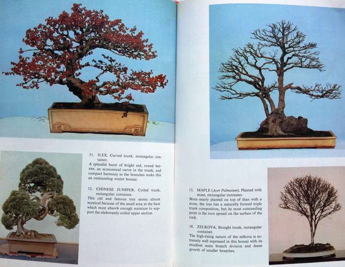 Bonsai for Pleasure by Keiji Murata and Takema Takeuchi - Hardcover